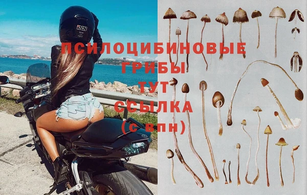крисы Алзамай